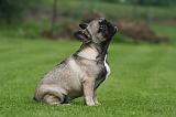 BOULEDOGUE FRANCAIS 1279